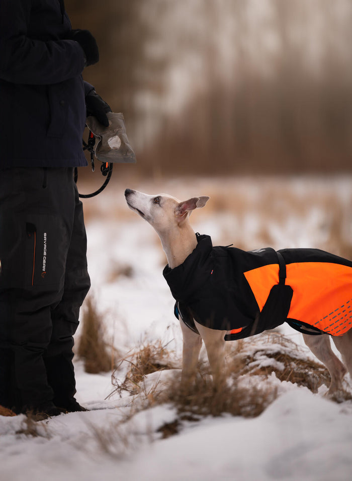 Winter from @miles_whippet