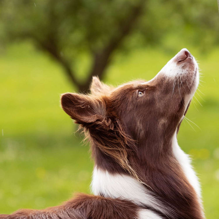 Dog begging for his Essentials Dog Treat