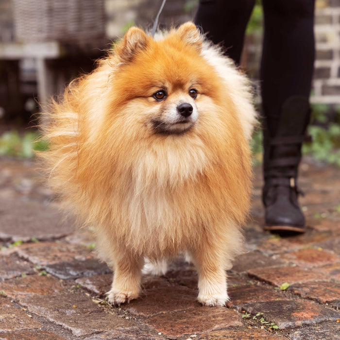 Can Changing Dog Food Cause Diarrhea?