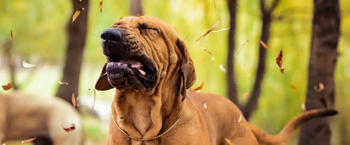 Allergies in dogs