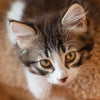cute kitten enjoying essentials cat food