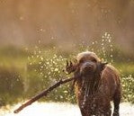 Can Puppies Eat Adult Dog Food?