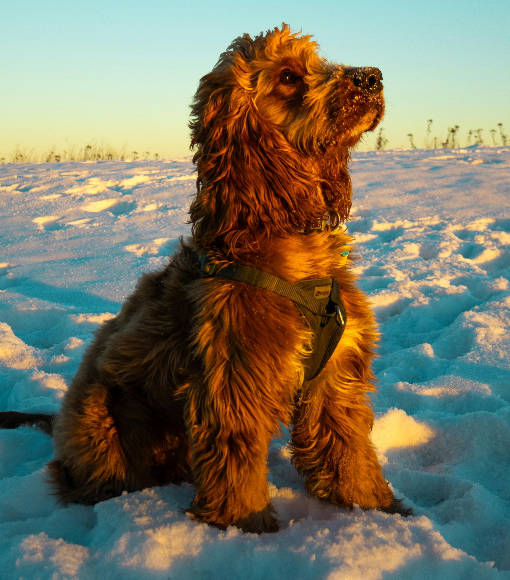 Dog food for cocker spaniel with allergies fashion