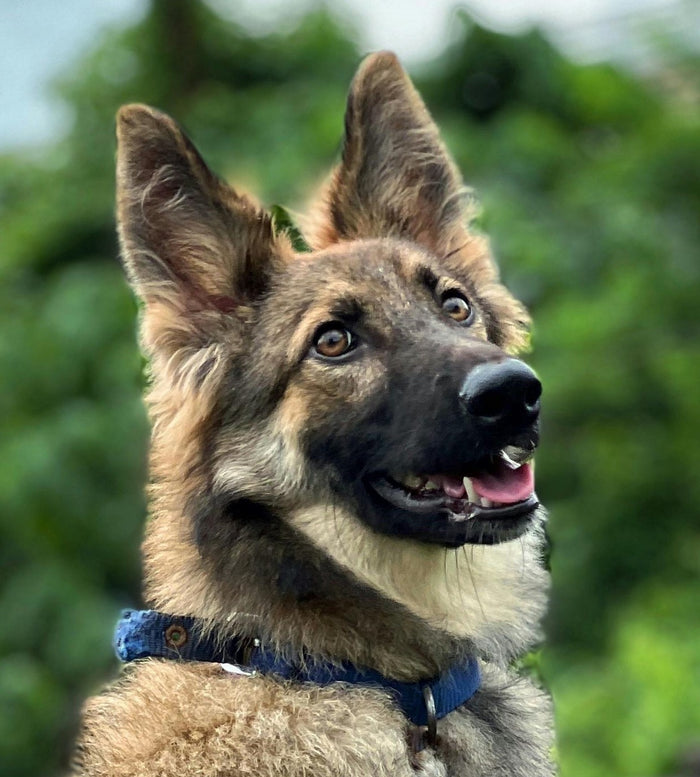 German Shepherd