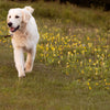 Golden Retriever out for a walk