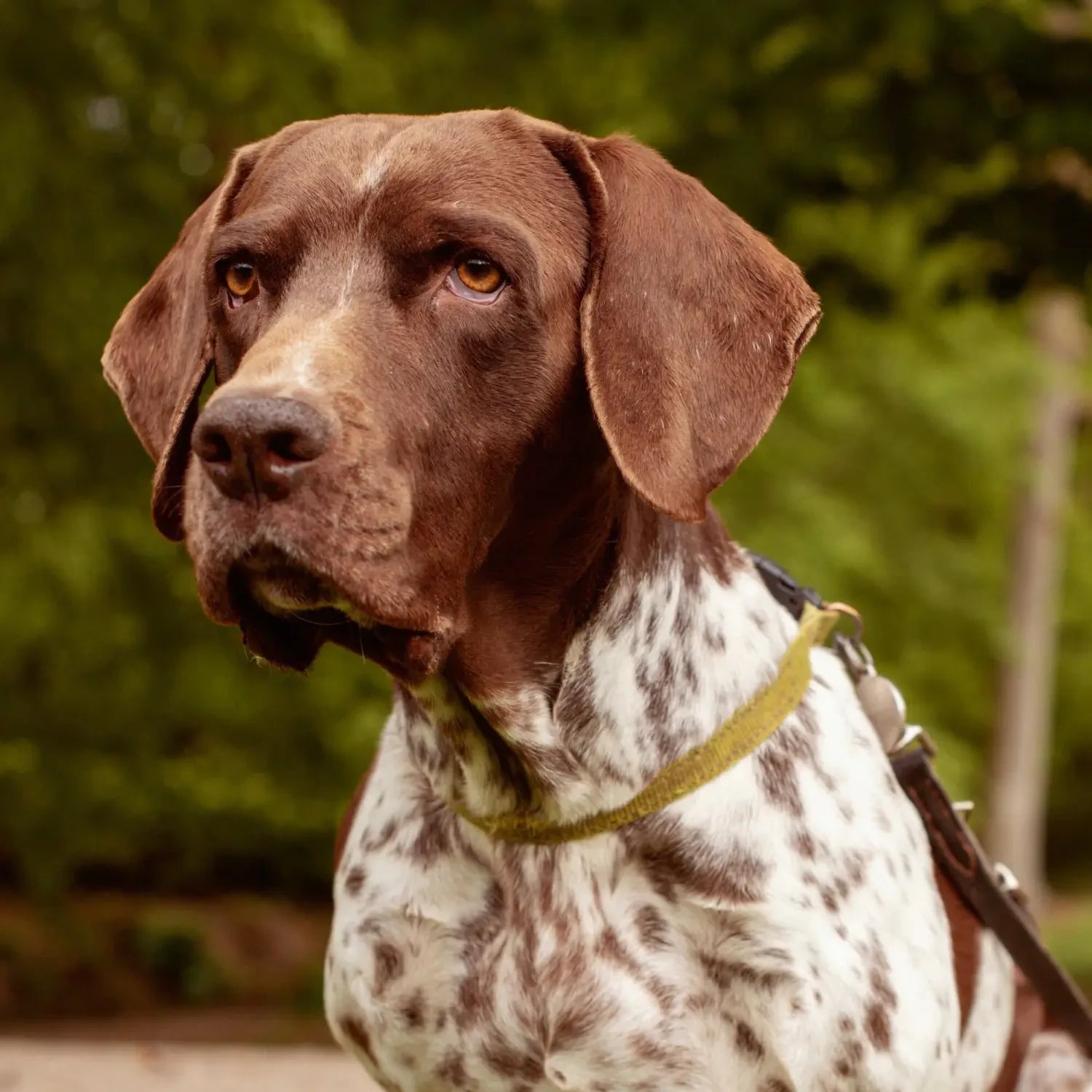 Best dog food hotsell for german shorthaired pointer