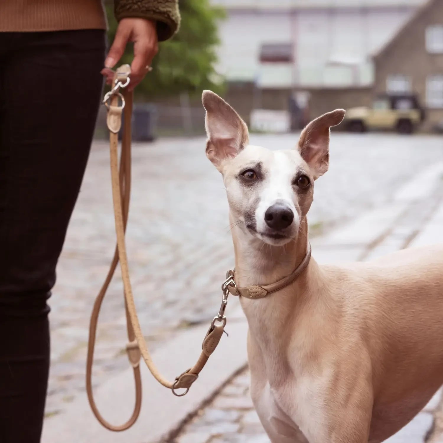 Is salmon good outlet for dogs