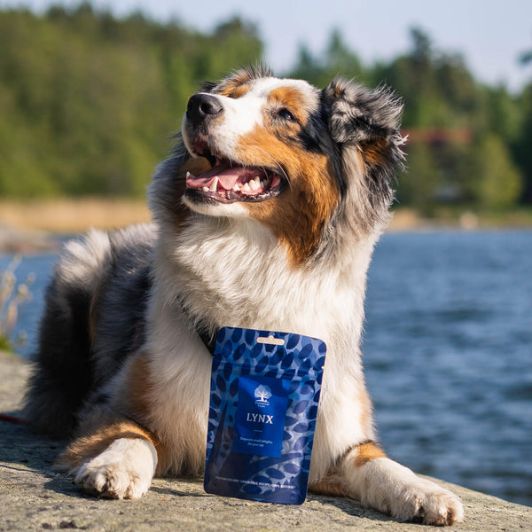 do-dogs-go-off-their-food-in-hot-weather-essentialfoods-ie