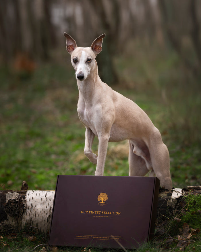 @miles_whippet