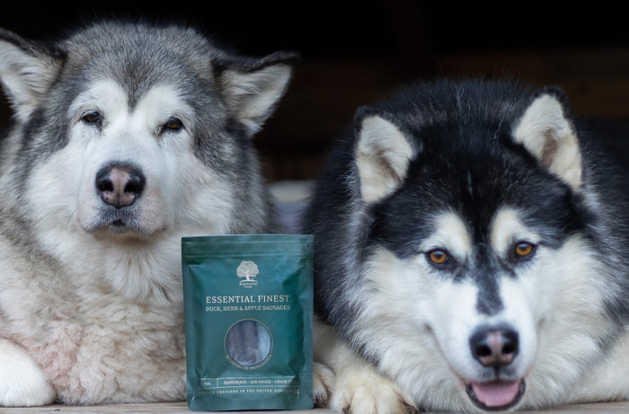 Malamute Dogs enjoying Essentials Dog Treats