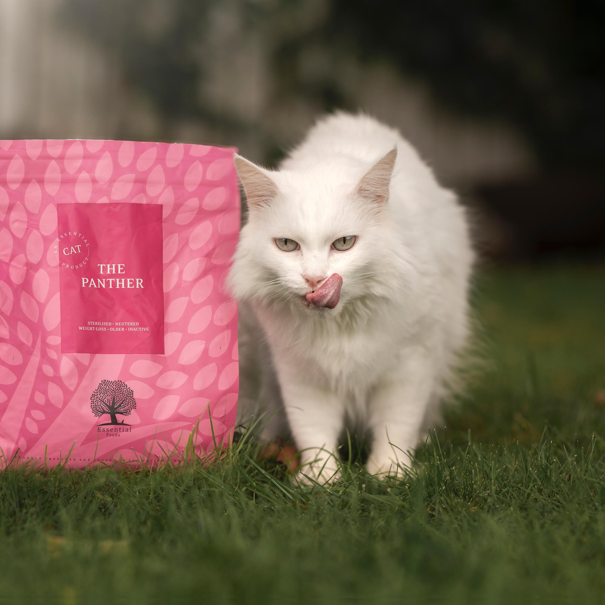 panther 3_ @miles_whippet