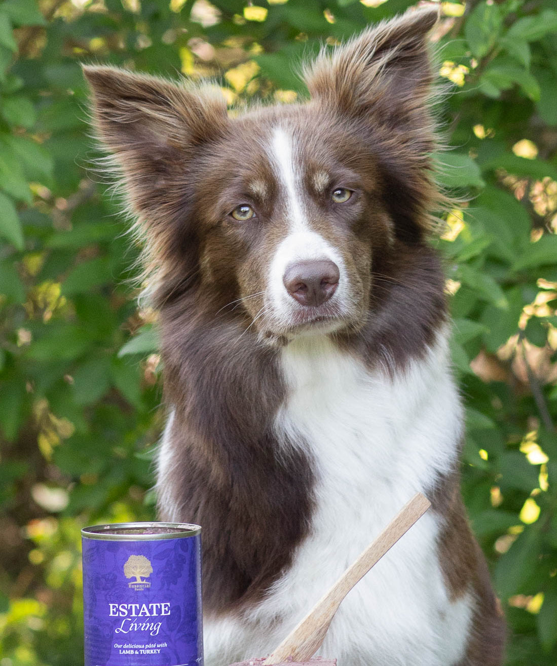 pate1 @bordercollie_girlpower