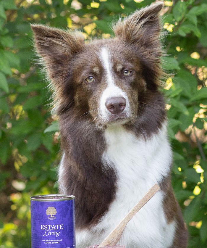 pate1 @bordercollie_girlpower