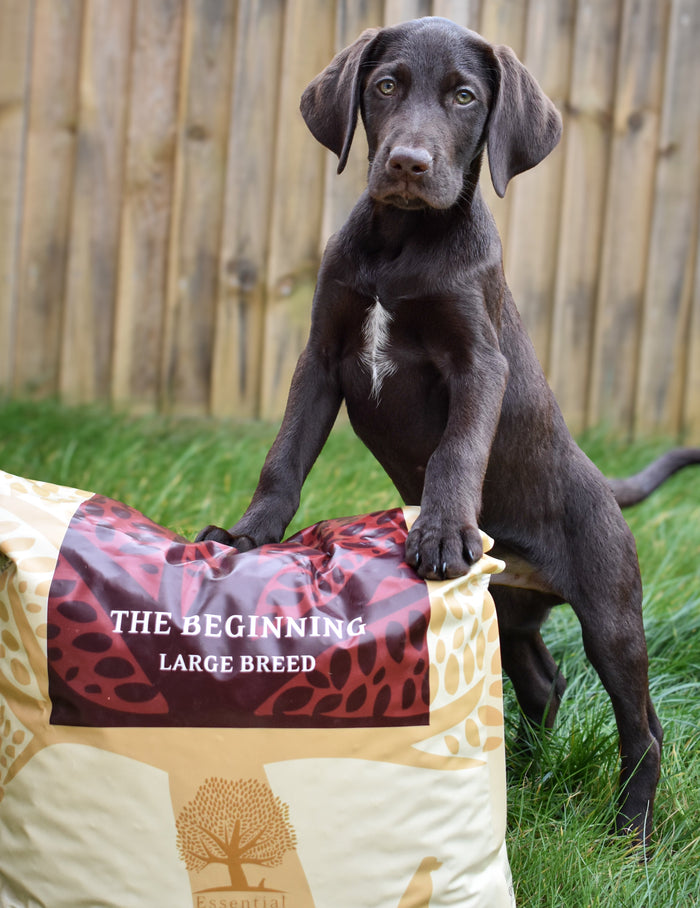 the beginning_@ Southcoastspaniels (4)