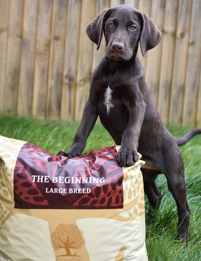 the beginning_@ Southcoastspaniels (4)