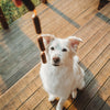 @wanderpawsjournal