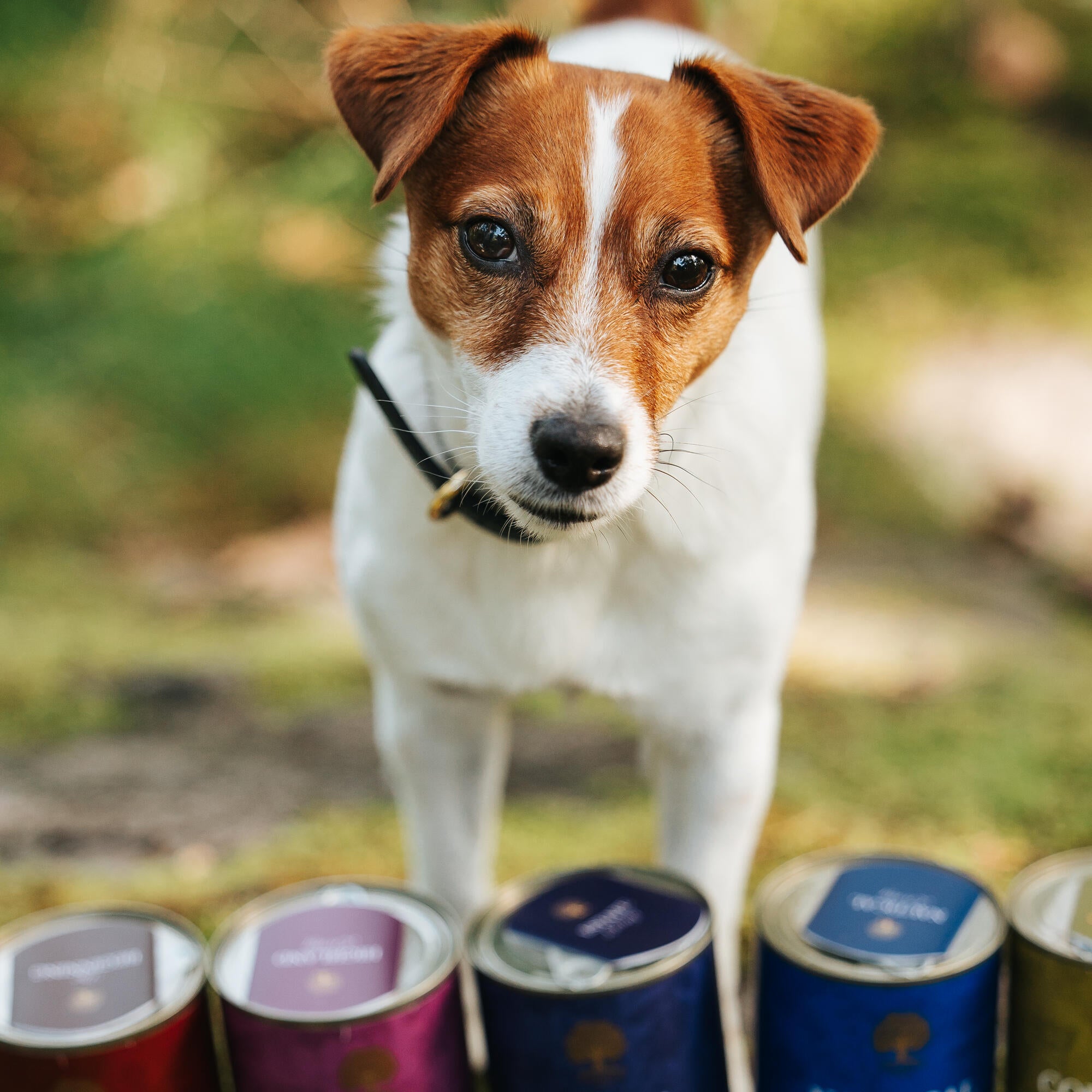 Best jack russell puppy food hotsell