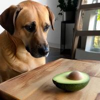 Can Dogs Eat Avocado? Complete Guide for Irish Dog Owners