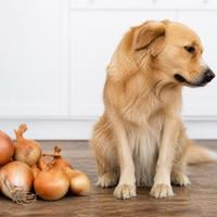 Can Dogs Eat Onions? Complete Guide for Irish Dog Owners