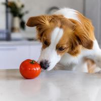 Can Dogs Eat Tomatoes? Complete Guide for Irish Dog Owners