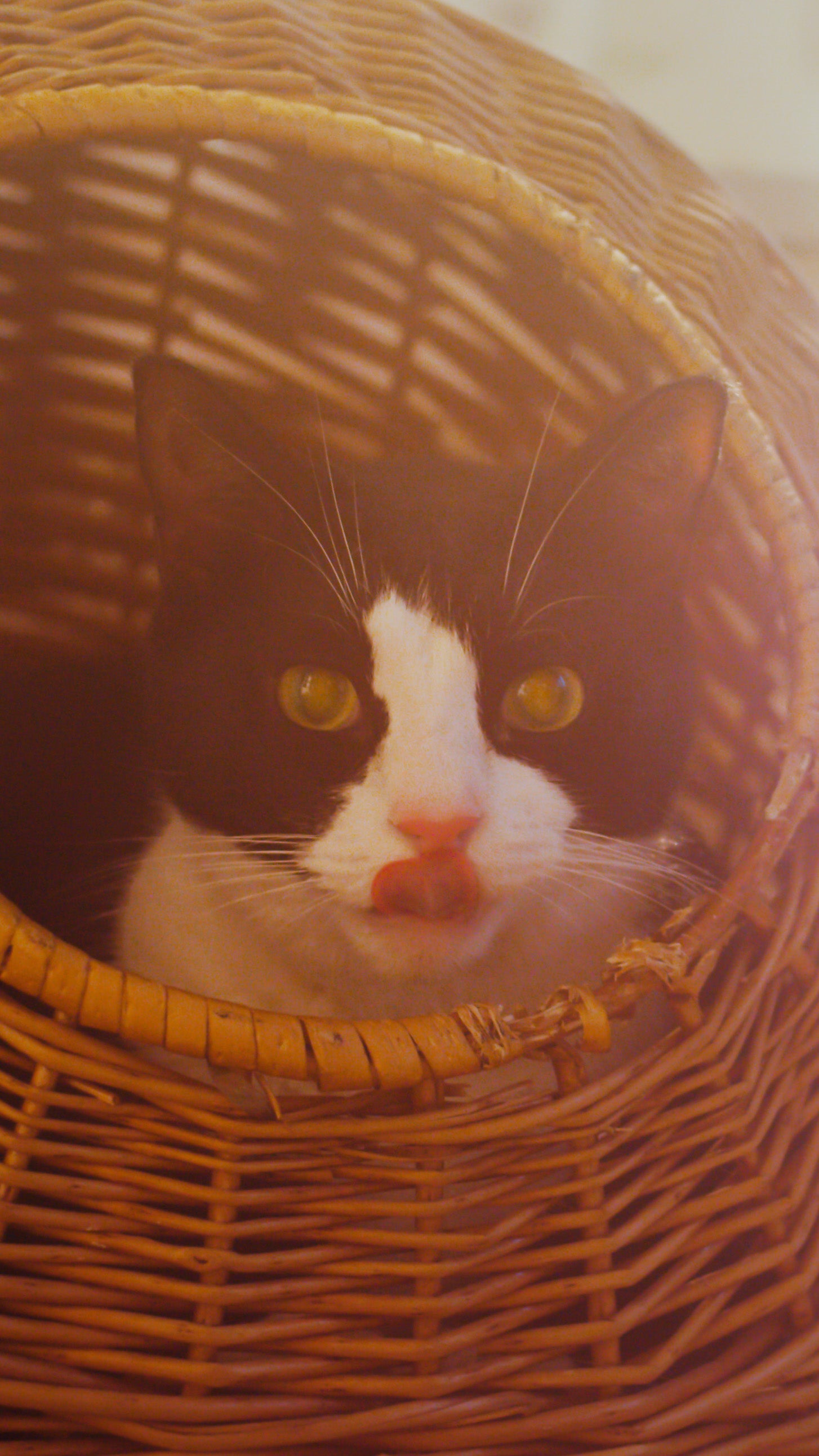 ESSENTIAL THE JAGUAR 12X85G WET CAT FOOD - Essentialfoods.ie