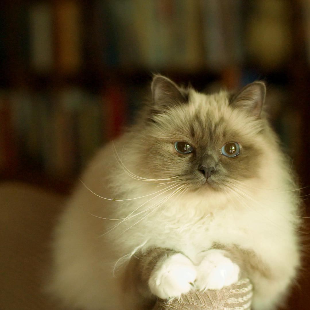 ESSENTIAL THE PANTHER 12X85G WET CAT FOOD - Essentialfoods.ie