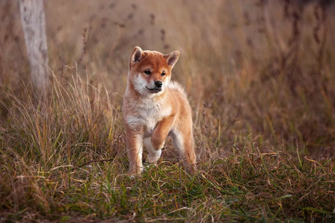 Essential Foods Puppy Dog Food "The Beginning"