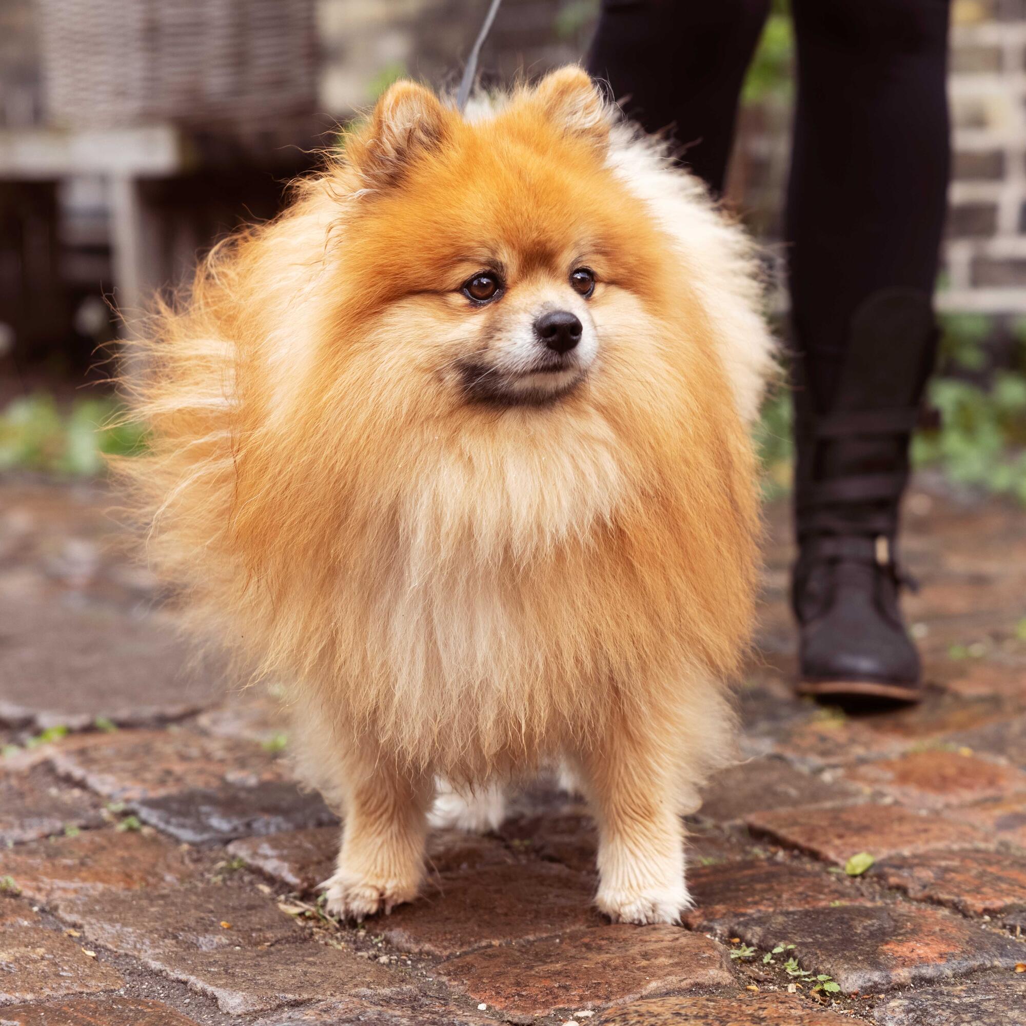Mini Pom enjoying his walk