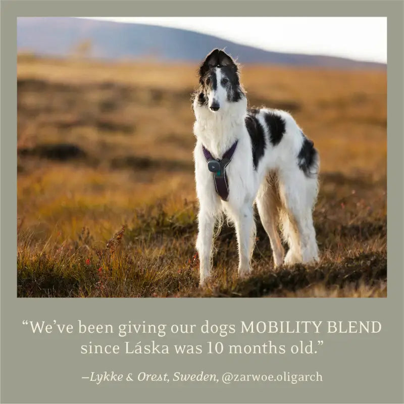 ESSENTIAL THE MOBILITY BLEND 500mL - Dog food