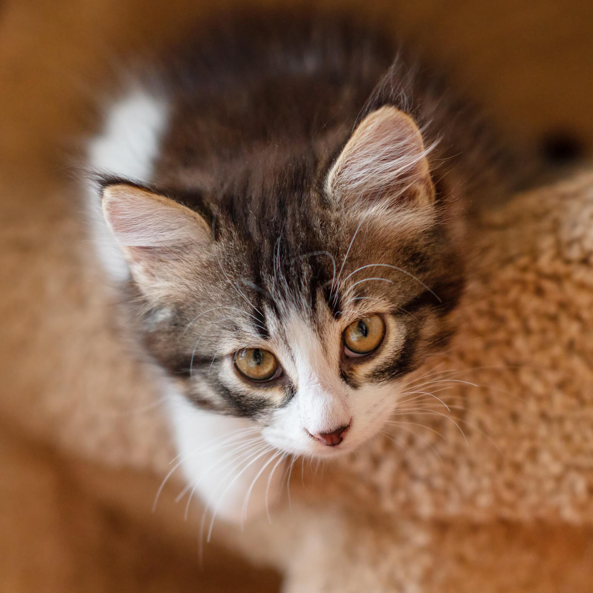 ESSENTIAL THE LITTLE LION 12X85G WET CAT FOOD - Essentialfoods.ie